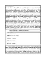 Referāts 'Reklāmas kampaņa "Hesburger"', 2.