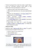 Referāts 'Veģetatīvā nervu sistēma', 13.