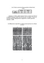 Konspekts 'Dižskabārdis', 8.