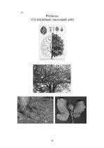 Konspekts 'Dižskabārdis', 18.