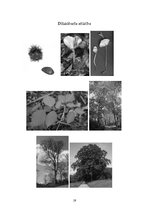 Konspekts 'Dižskabārdis', 19.