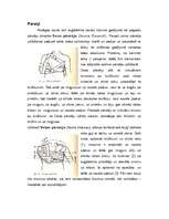 Referāts 'Pirmās palīdzības principi. Atslēgas kaula lūzums', 5.