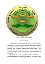 Diplomdarbs 'Latvijas azartspēļu tirgus analīze', 37.