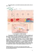 Konspekts 'Zarnu grupas Escherichia coli O157:H7 baktērija', 11.