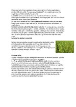 Konspekts 'Vēsture, viduslaiki', 6.