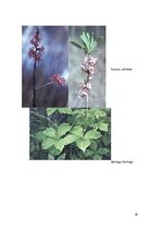 Referāts 'Latvijas indīgie augi', 18.