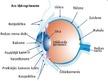 Prezentācija 'Cilvēka redzes sensorā sistēma', 5.