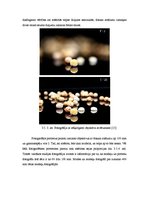 Konspekts 'Gaismas nozīme fotogrāfijā un fotografēšanā', 23.