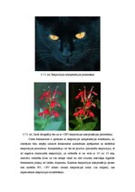 Konspekts 'Gaismas nozīme fotogrāfijā un fotografēšanā', 29.