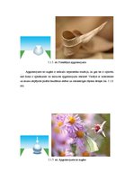 Konspekts 'Gaismas nozīme fotogrāfijā un fotografēšanā', 41.