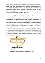 Konspekts 'Mikrofilamenti muskuļu šūnās un to raksturojums', 7.