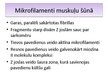 Konspekts 'Mikrofilamenti muskuļu šūnās un to raksturojums', 19.