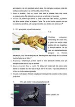 Referāts 'Izmantotie simboli United Colors of Benetton 1990.-2000.gada reklāmas plakātos u', 23.