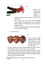 Referāts 'Izmantotie simboli United Colors of Benetton 1990.-2000.gada reklāmas plakātos u', 26.