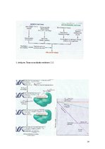 Referāts 'Šūnas novecošana', 14.