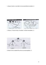 Referāts 'Šūnas novecošana', 15.