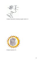 Referāts 'Šūnas novecošana', 16.