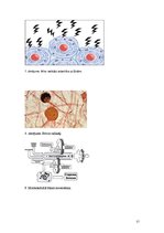 Referāts 'Šūnas novecošana', 17.