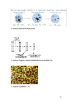 Referāts 'Šūnas novecošana', 18.