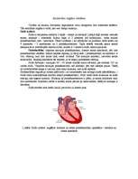 Referāts 'Asinsrite', 1.