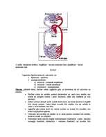 Referāts 'Asinsrite', 3.