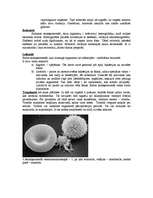 Referāts 'Asinsrite', 4.