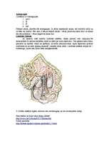 Referāts 'Asinsrite', 5.