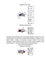 Referāts 'Etniskā diskriminācija Latvijā', 31.