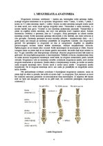 Referāts 'Skolioze un tās korekcijas iespējas', 4.