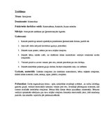 Prakses atskaite 'Pirmsskolas izglītības skolotāja kvalifikācijas prakse', 5.