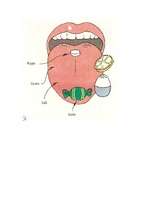 Konspekts 'Izvērsts stundas konspekts dabaszinībās 5.klasei', 10.