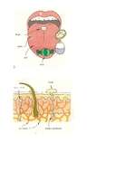 Konspekts 'Izvērsts stundas konspekts dabaszinībās 5.klasei', 21.