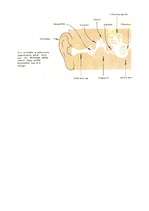 Konspekts 'Izvērsts stundas konspekts dabaszinībās 5.klasei', 23.