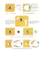 Konspekts 'Izvērsts stundas konspekts dabaszinībās 5.klasei', 24.