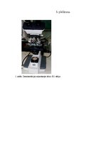 Referāts 'Bifido un lakto baktēriju sastopamība atsevišķos skābpiena produktos un to ietek', 33.