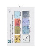 Referāts 'Bifido un lakto baktēriju sastopamība atsevišķos skābpiena produktos un to ietek', 34.