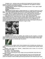 Konspekts 'Sēņu valsts', 3.