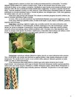 Konspekts 'Sēņu valsts', 5.