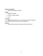 Konspekts 'Diennakts nometne', 4.