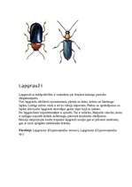 Referāts 'Latvijā sastopamās vaboles', 1.