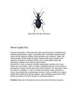 Referāts 'Latvijā sastopamās vaboles', 5.