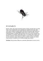 Referāts 'Latvijā sastopamās vaboles', 7.