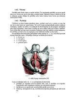 Diplomdarbs 'Astes kaula asimetrijas ietekme uz iegurņa  funkcionālo stāvokli', 16.