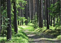 Prakses atskaite 'Kvalifikācijas prakse pirmsskolā', 54.