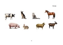 Prakses atskaite 'Kvalifikācijas prakse pirmsskolā', 56.