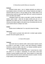 Referāts 'Ārstniecības augu pielietojums saaukstēšanās gadījumos', 12.