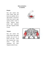 Prezentācija 'Atlētiskās vingrošanas komplekss', 3.