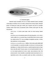 Referāts 'Neverbālās saskarsmes loma cilvēka dzīvē', 13.