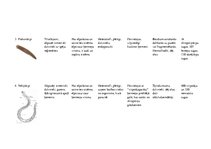 Konspekts 'Latvijā sastopamie bezmugurkaulnieki', 2.