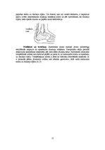 Konspekts 'Traumu profilakse basketbolā', 10.